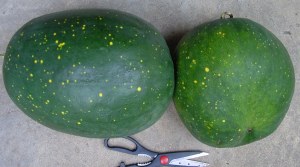Moon & Stars Watermelons, scissors for scale.