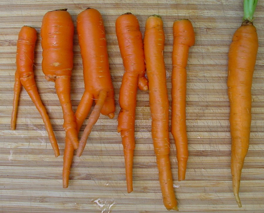 Vegetable Baby Carrot Economy Sugarsnax 54 F1-150 Seeds 